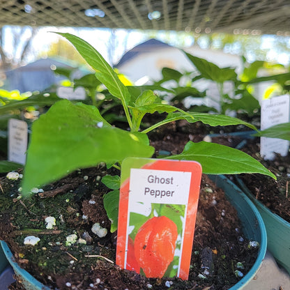 4" Hot Peppers