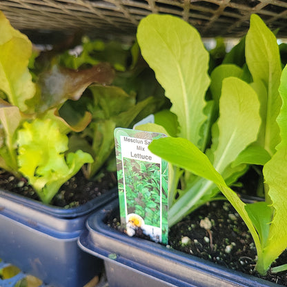 Lettuce Plants (Multi Pack)