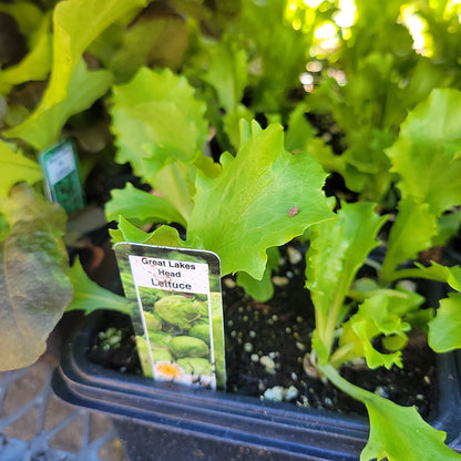 Lettuce Plants (Multi Pack)