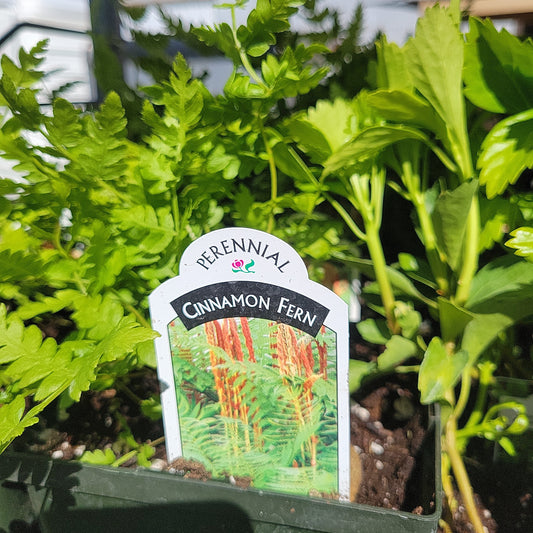 1 Gal Cinnamon Fern