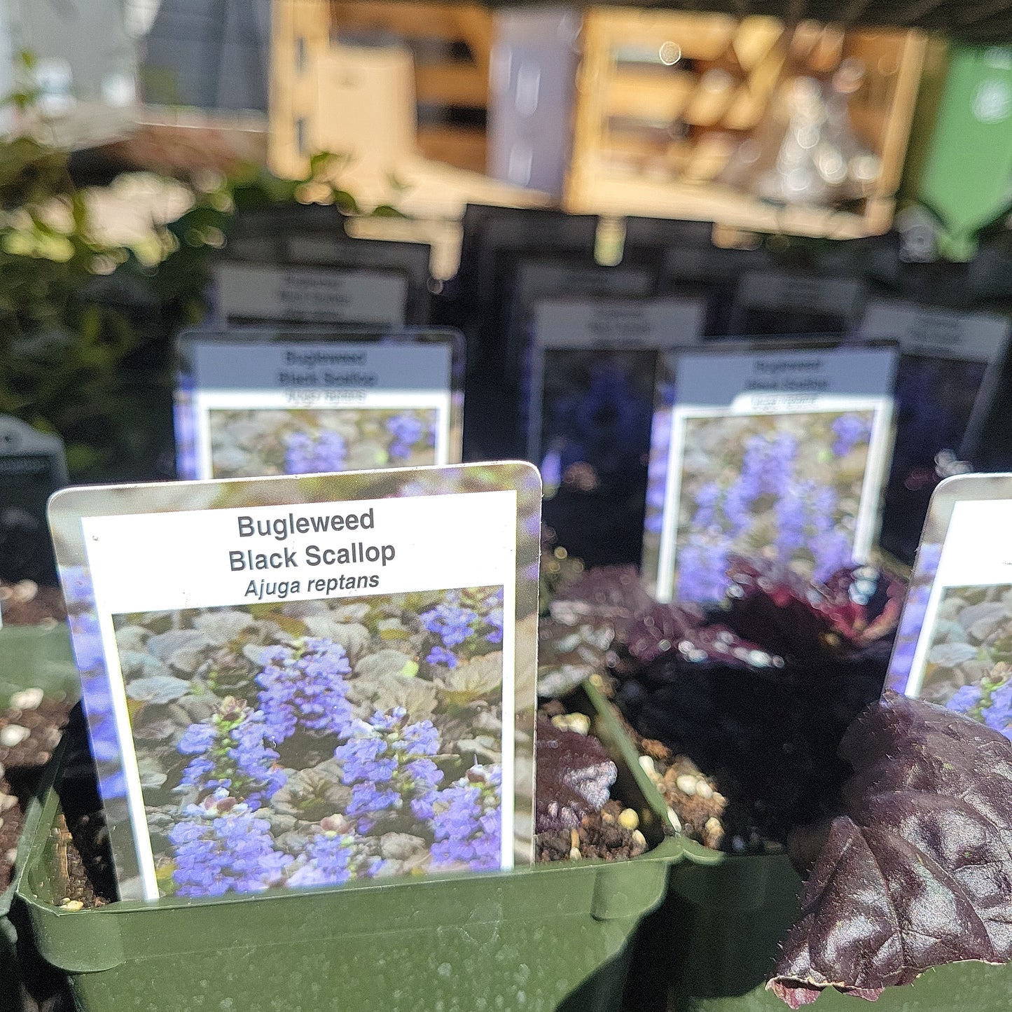 4"Ajuga (Bugleweed)