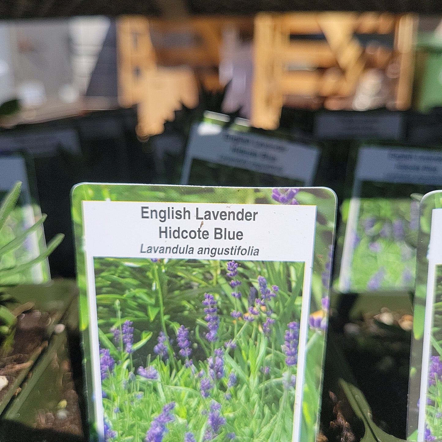 4" Perennial Lavender