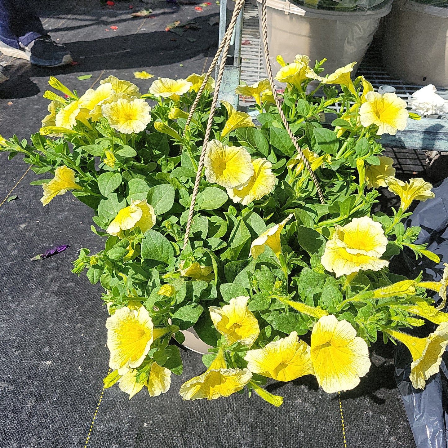 10" Petunia Hanging Basket