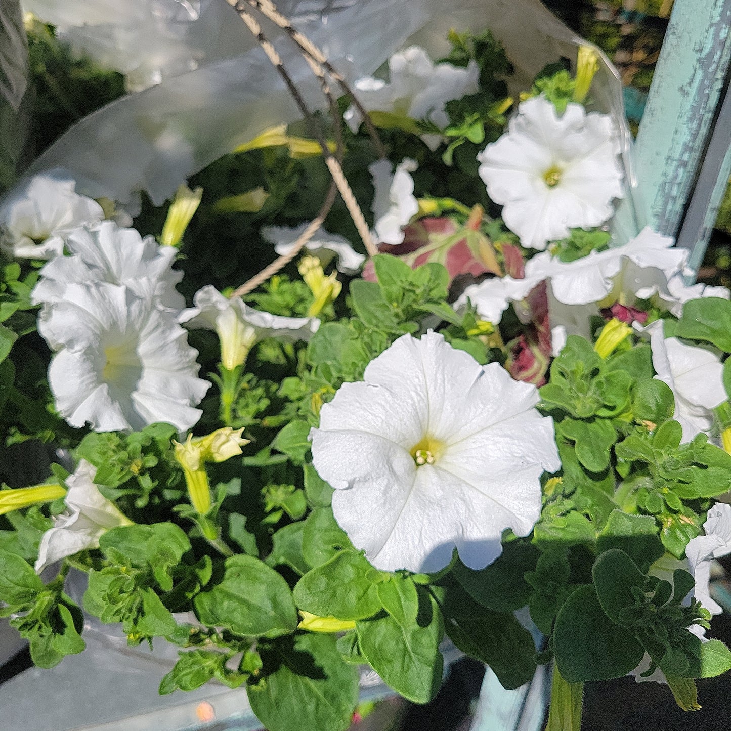 10" Petunia Hanging Basket