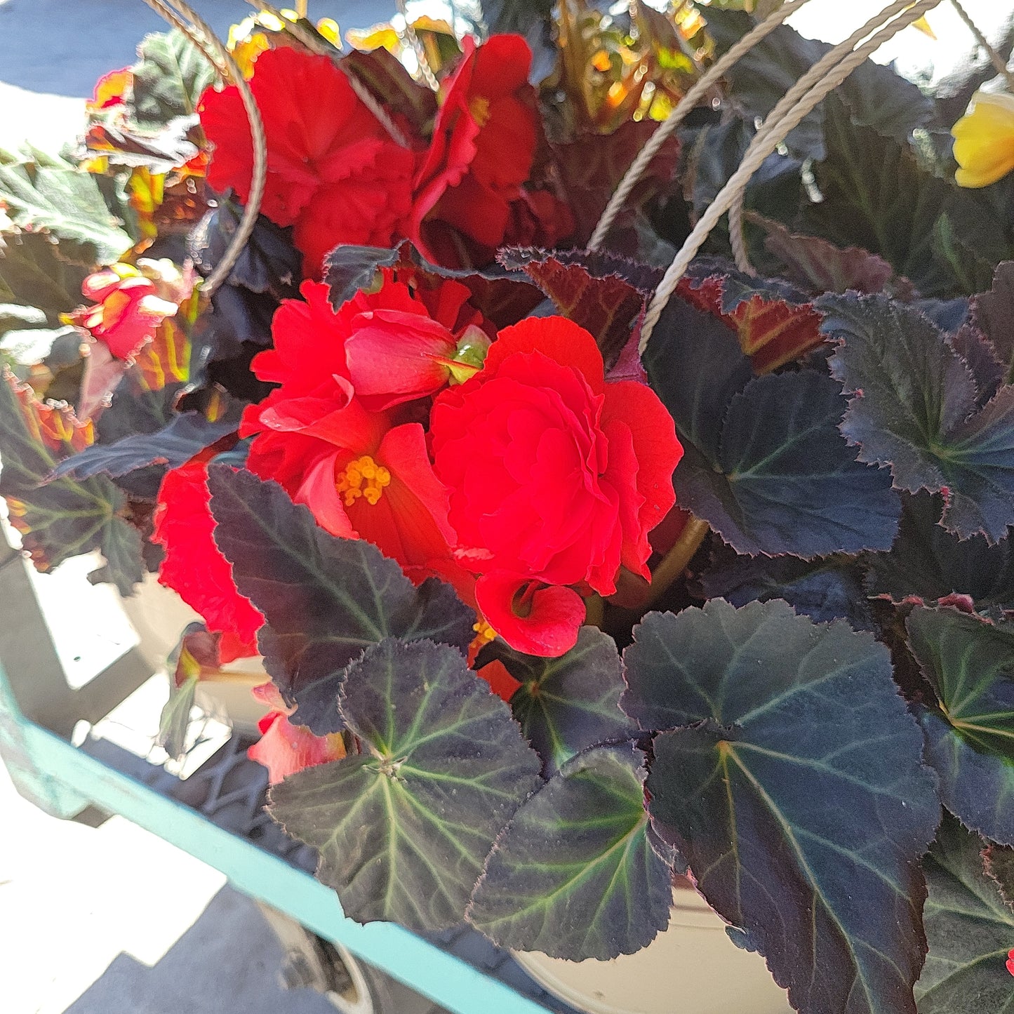 10" Non Stop Begonia Hanging Basket