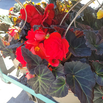 10" Non Stop Begonia Hanging Basket