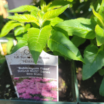 1 Gal Bee Balm 'Monarda Didyma'
