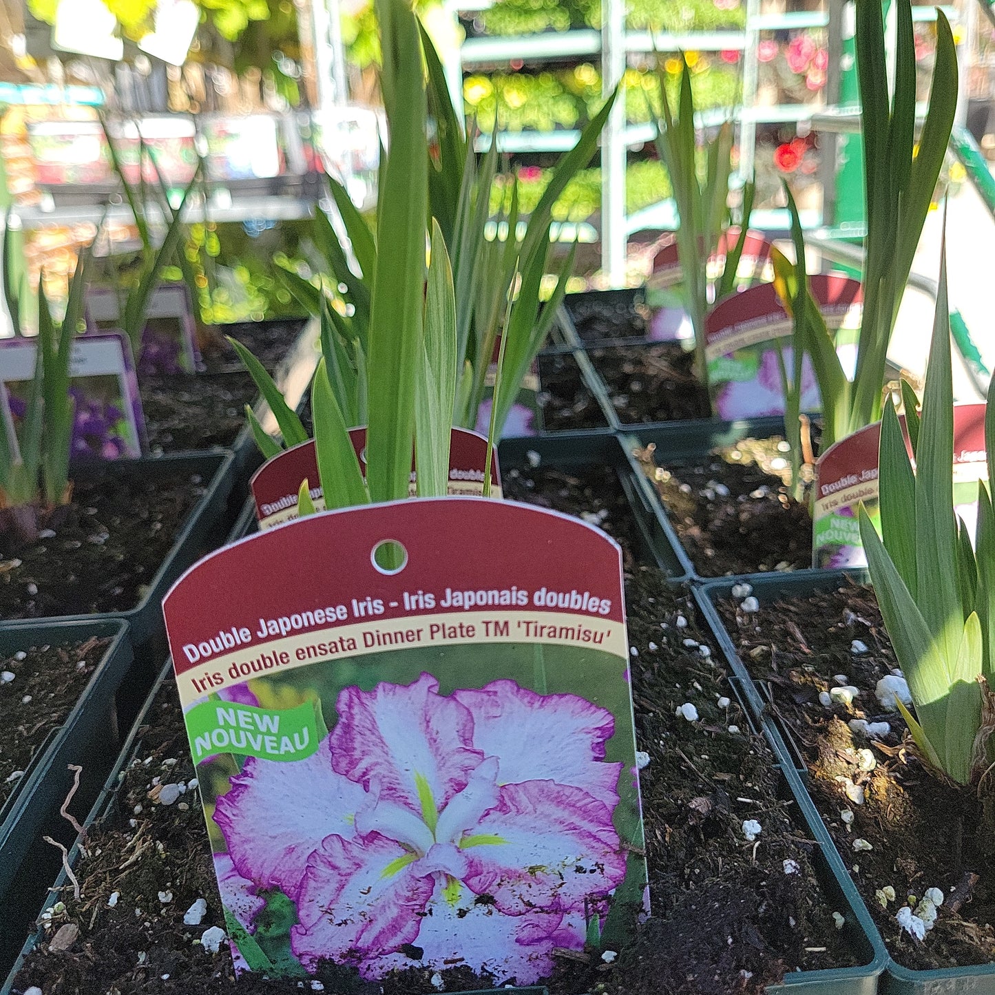 Iris 1 Gal