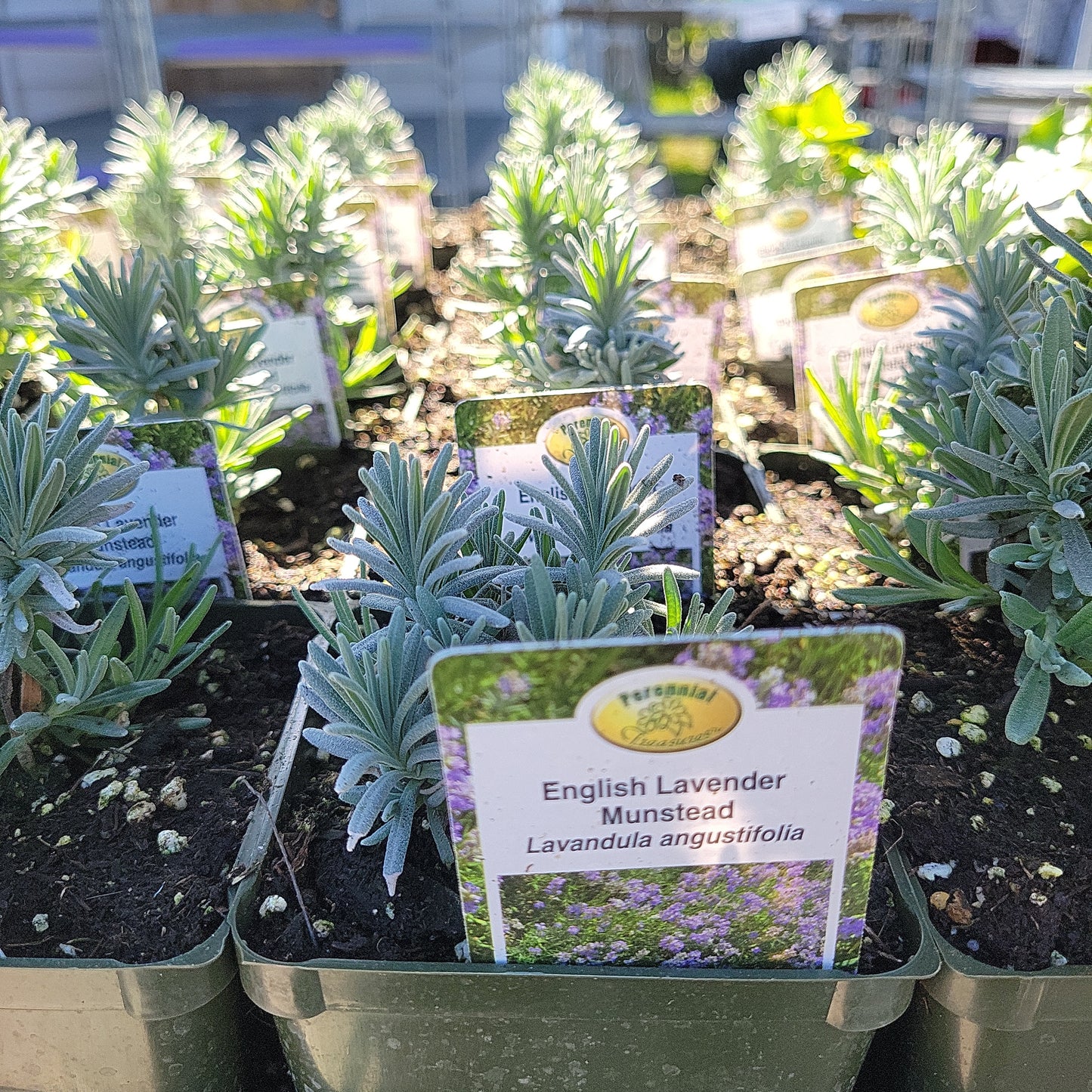 4" Perennial Lavender