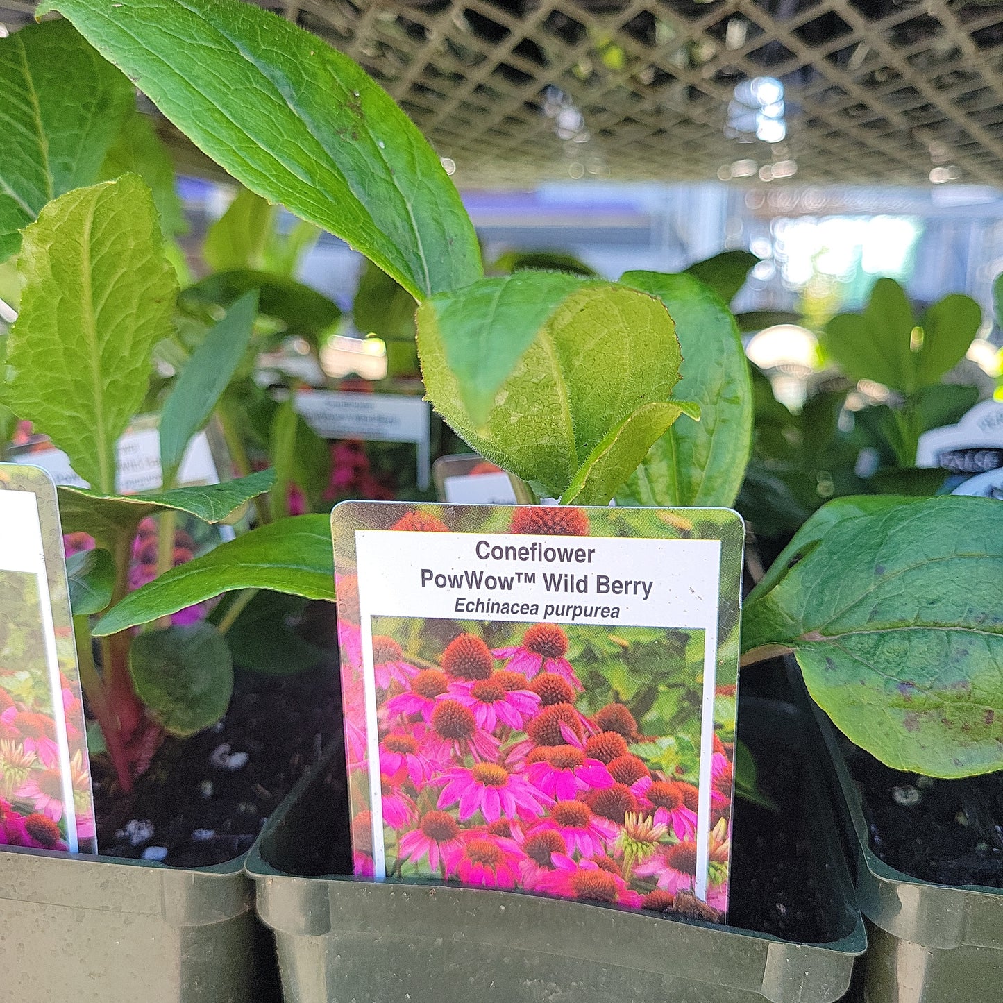4" Coneflower 'Echinacea'