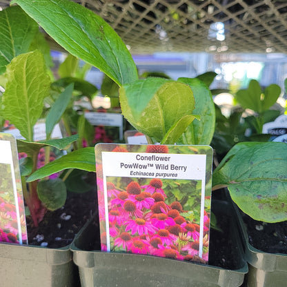 4" Coneflower 'Echinacea'