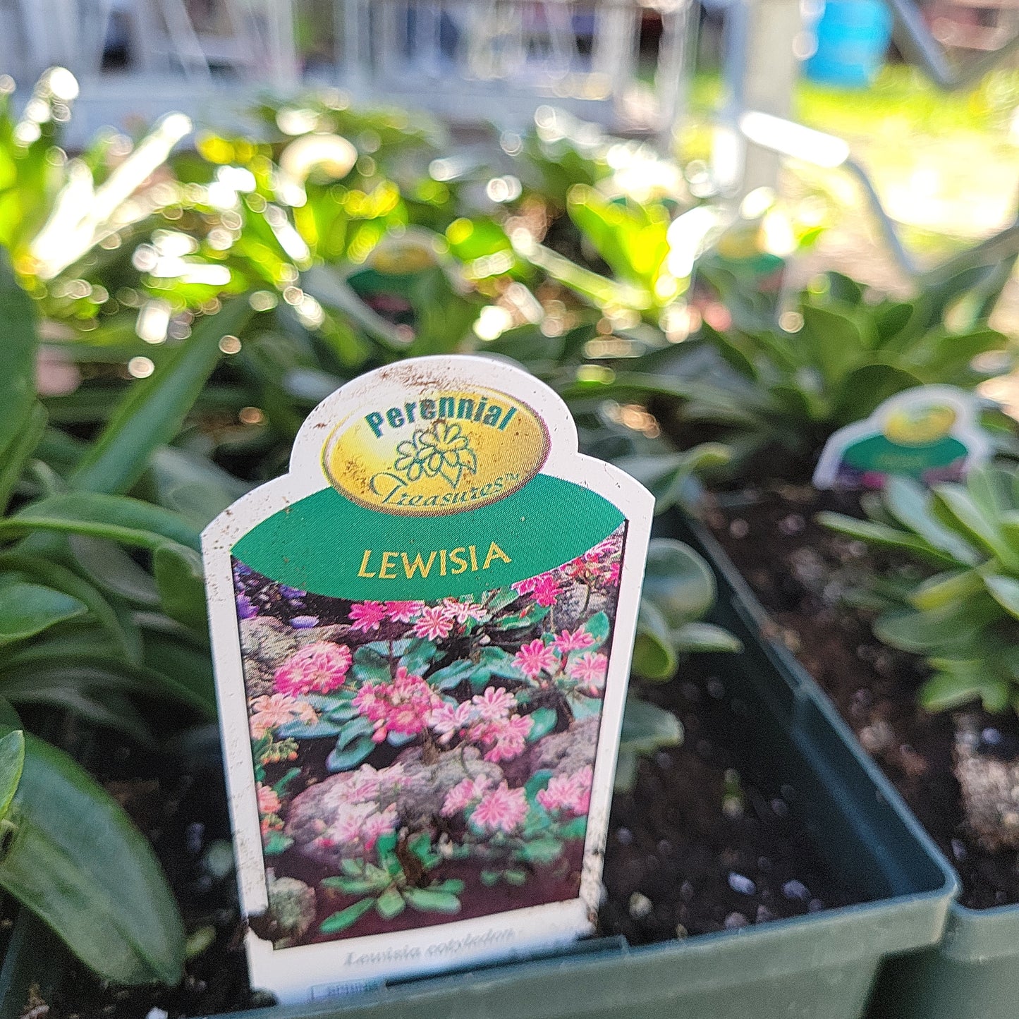 1 Gal Lewisia 'Bitter Root'