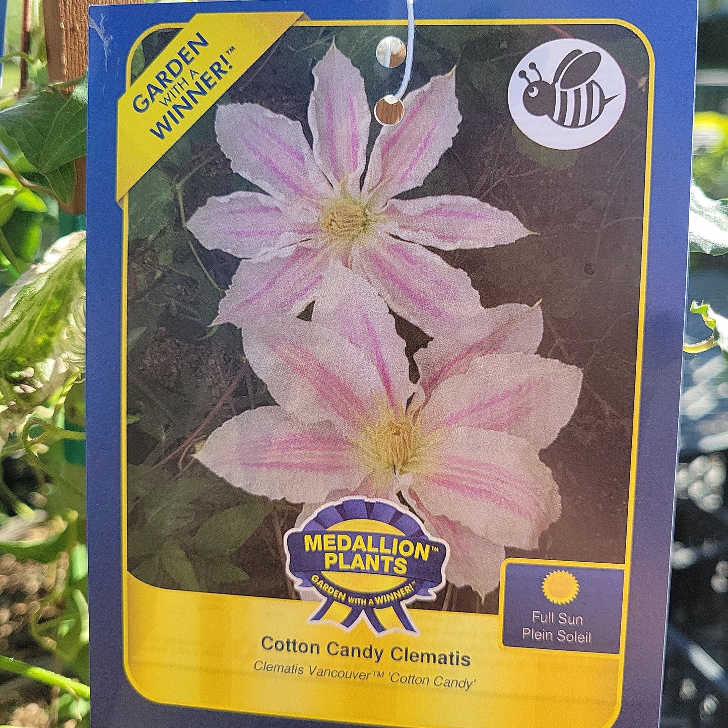 1 Gal Clematis