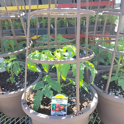 12" Tomato with Cage