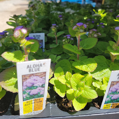Ageratum multi pack
