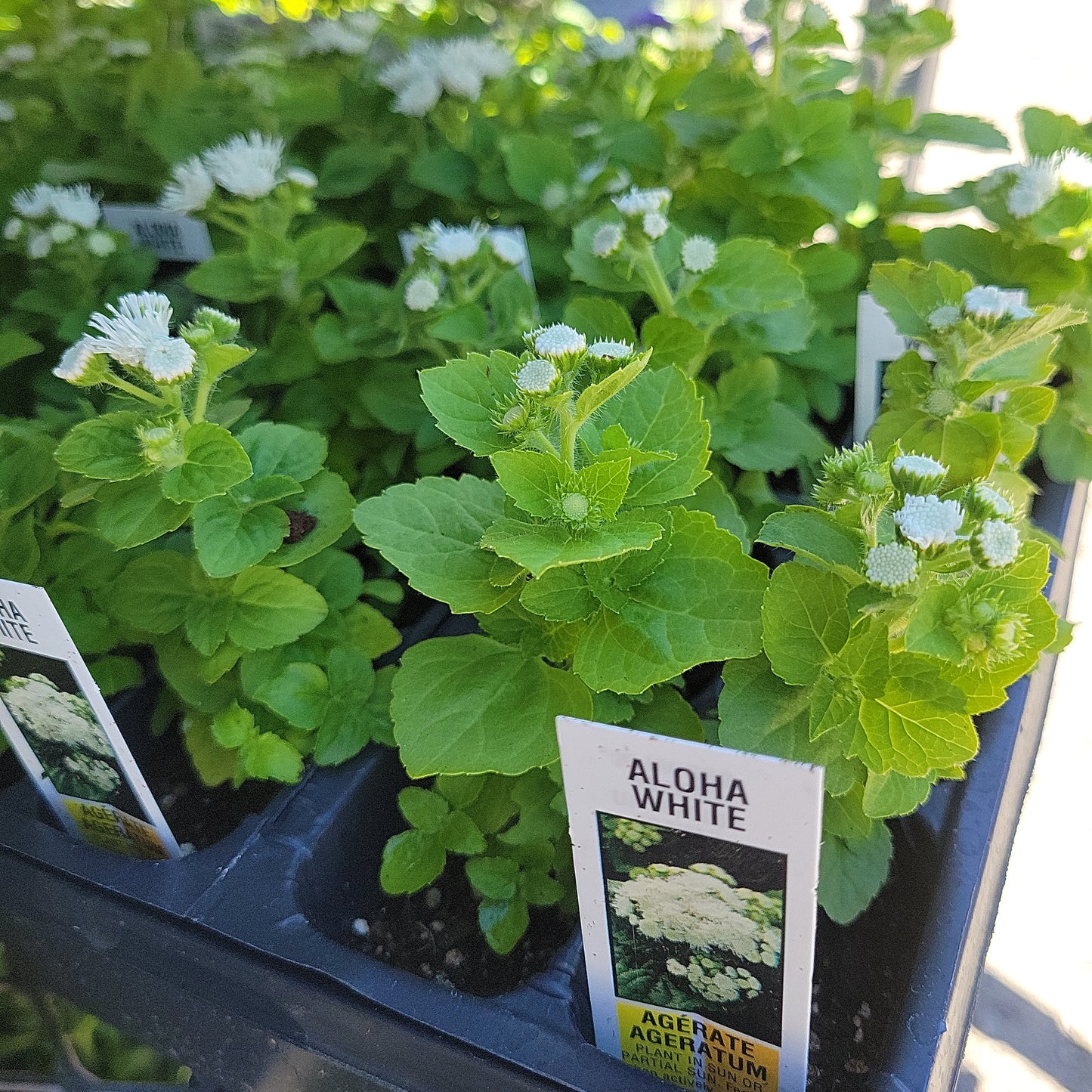 Ageratum multi pack