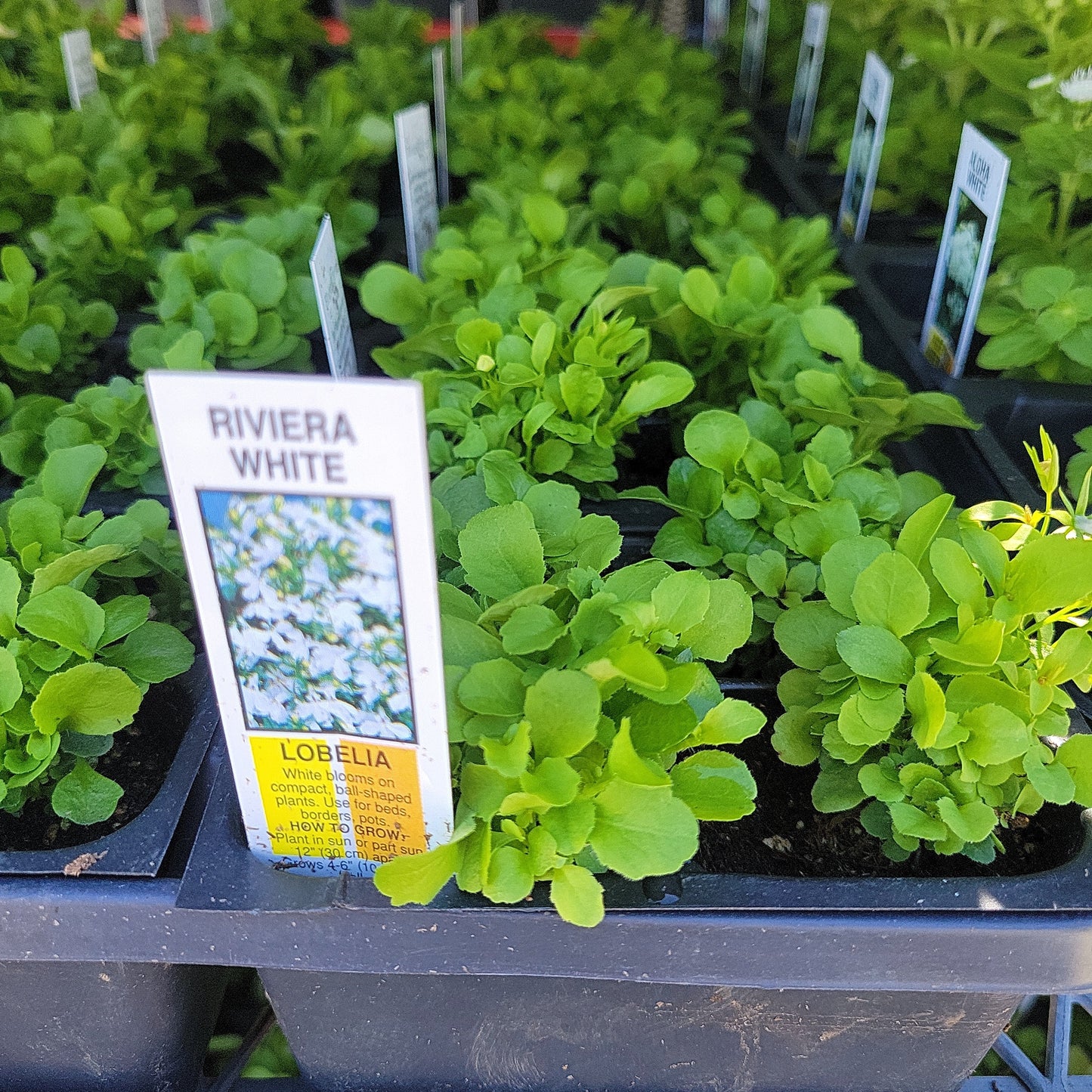 Multi Pack Lobelia