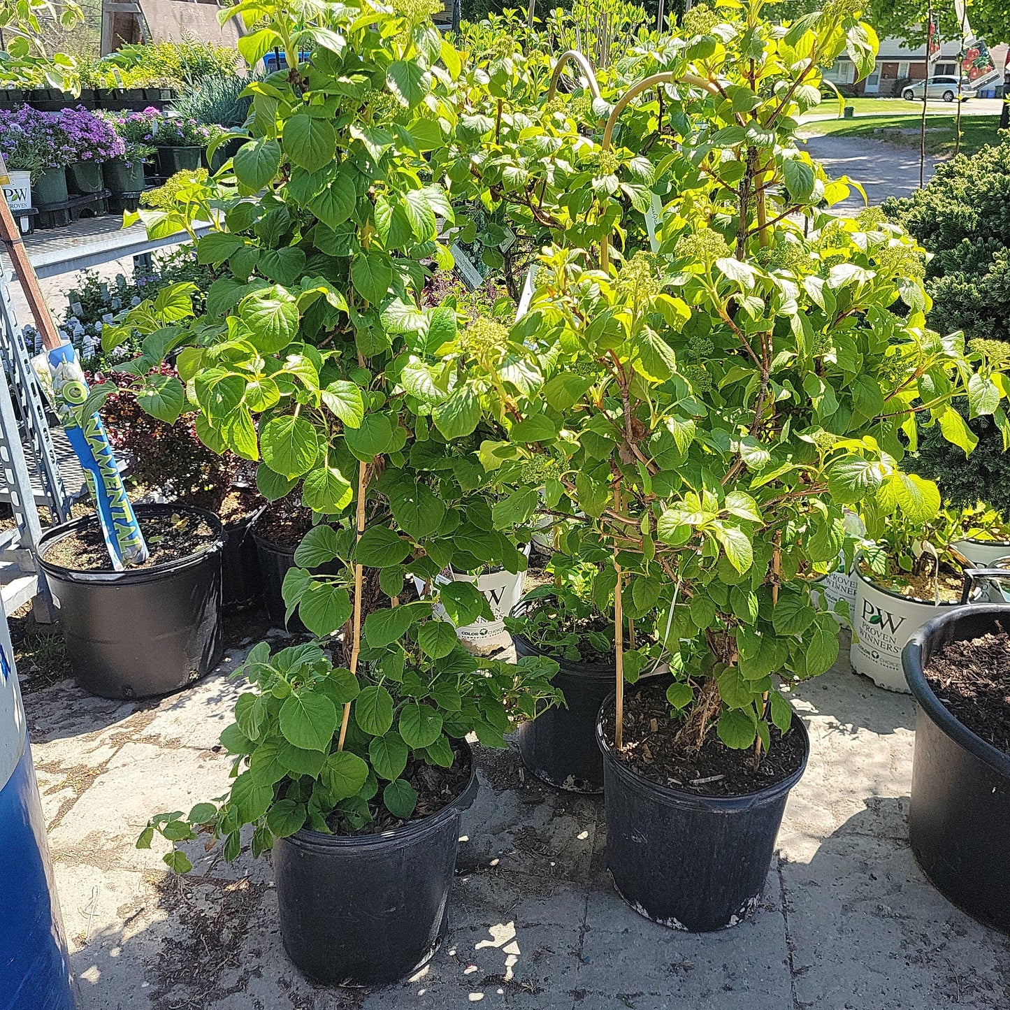 Climbing Hydrangea