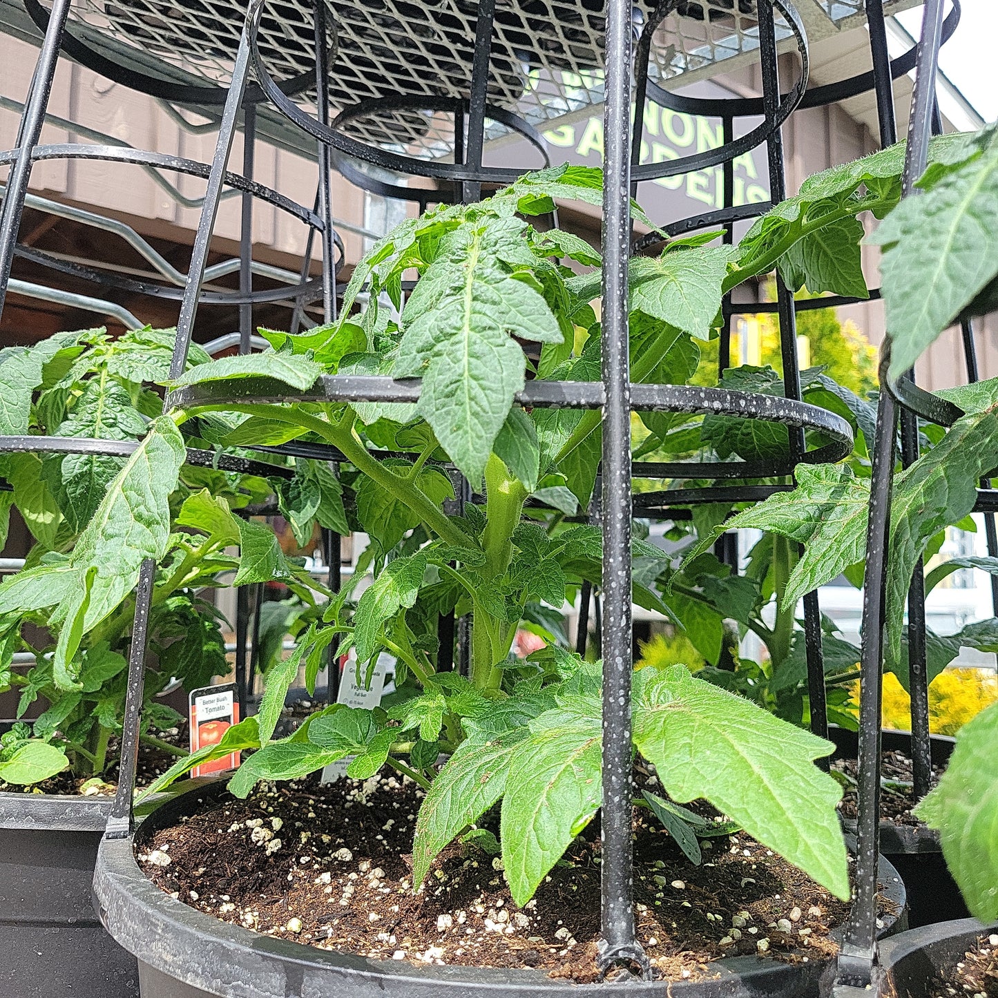 12" Tomato with Cage
