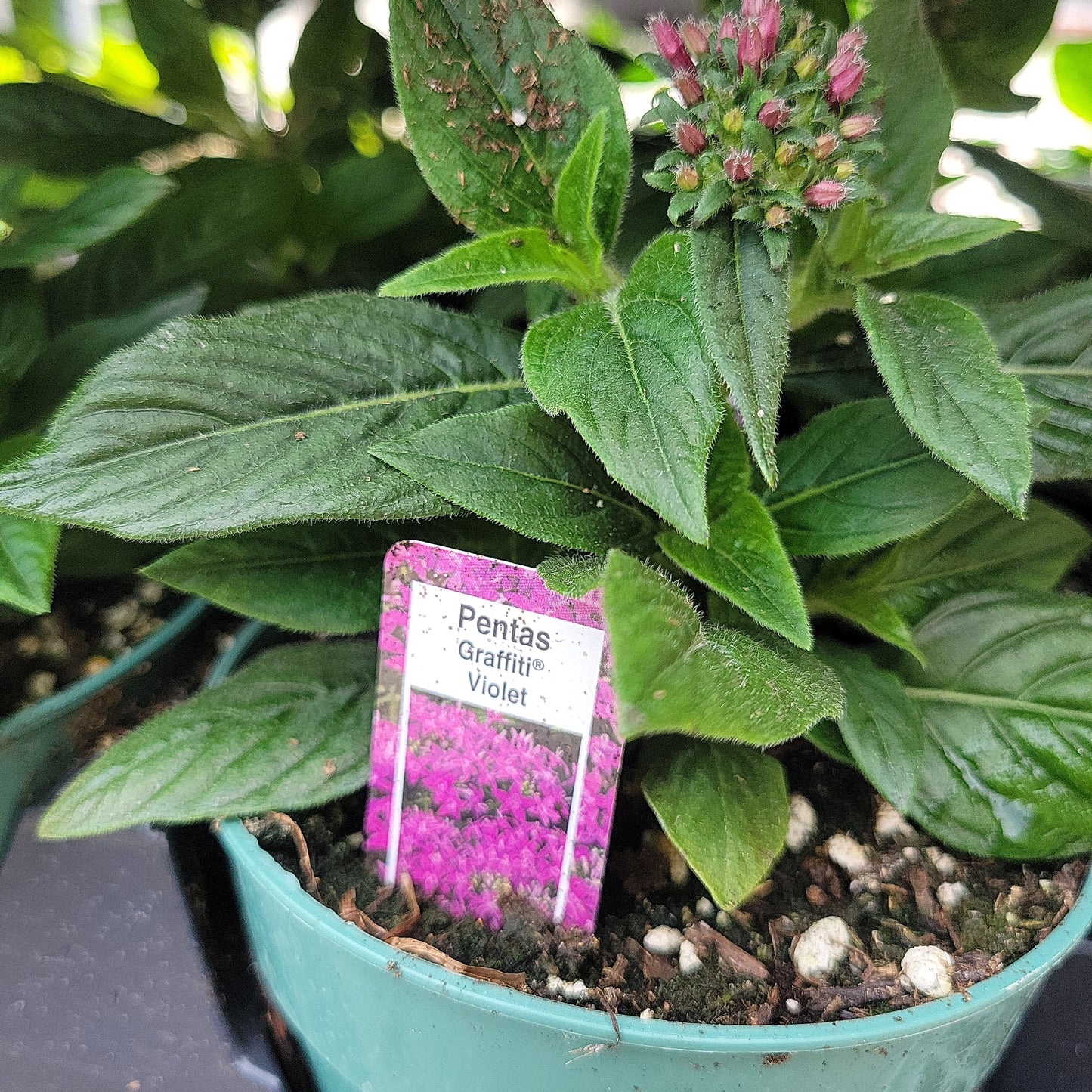 4.5" Pentas