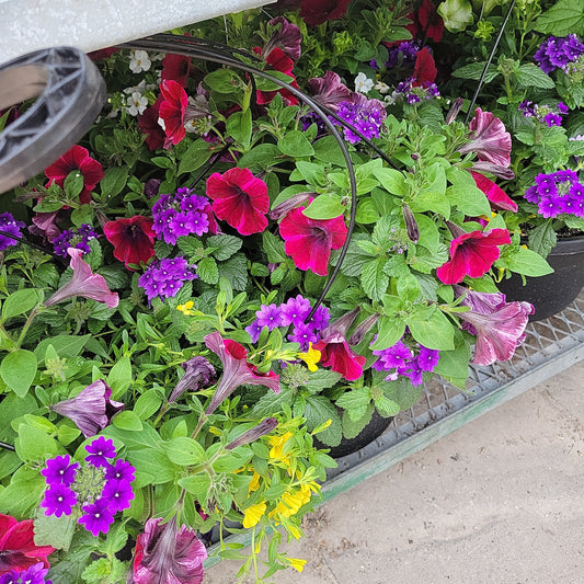 13" Mixed and Shade Hanging Baskets - Plastic Pot