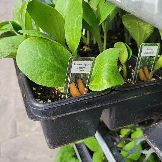 Yellow Zucchini (Multi Pack)
