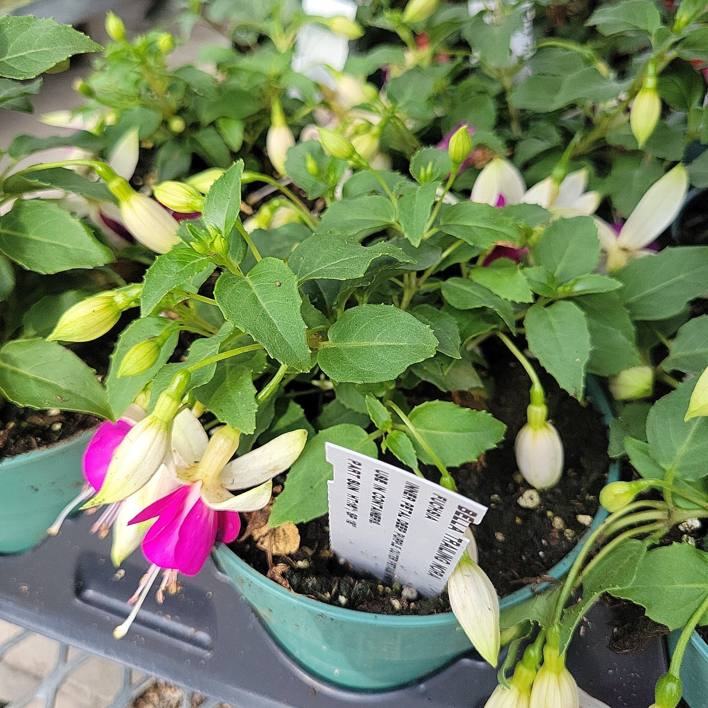 4" Fuchsia