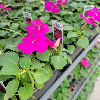 Shade impatiens Multi pack