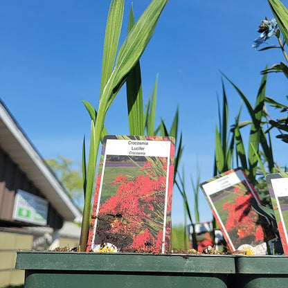 1 Gal Crocosmia