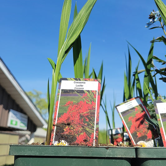 1 Gal Crocosmia