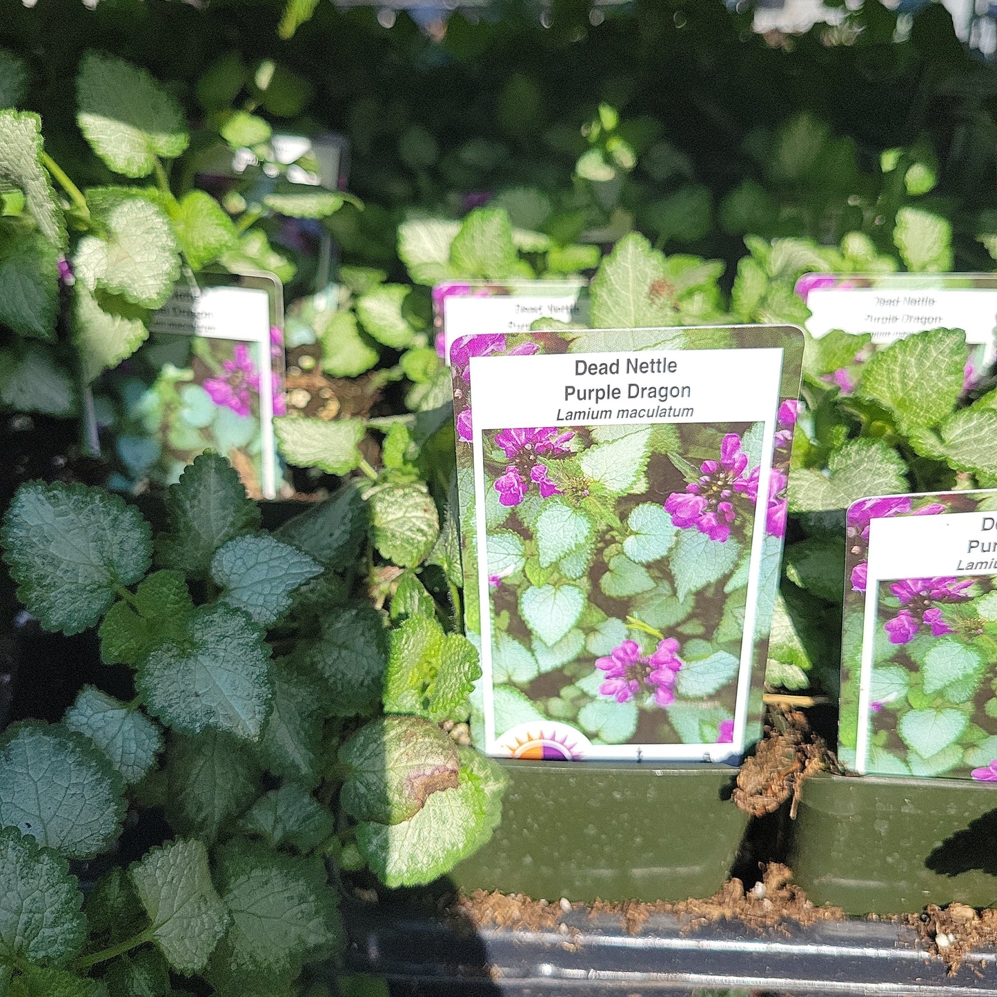 4" Dead Nettle (Lamium)