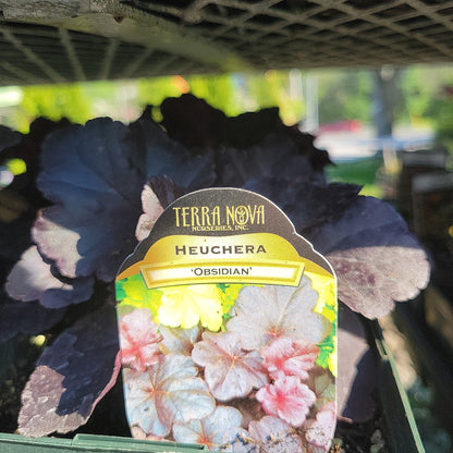 1 Gal Heuchera (Coral Bells)
