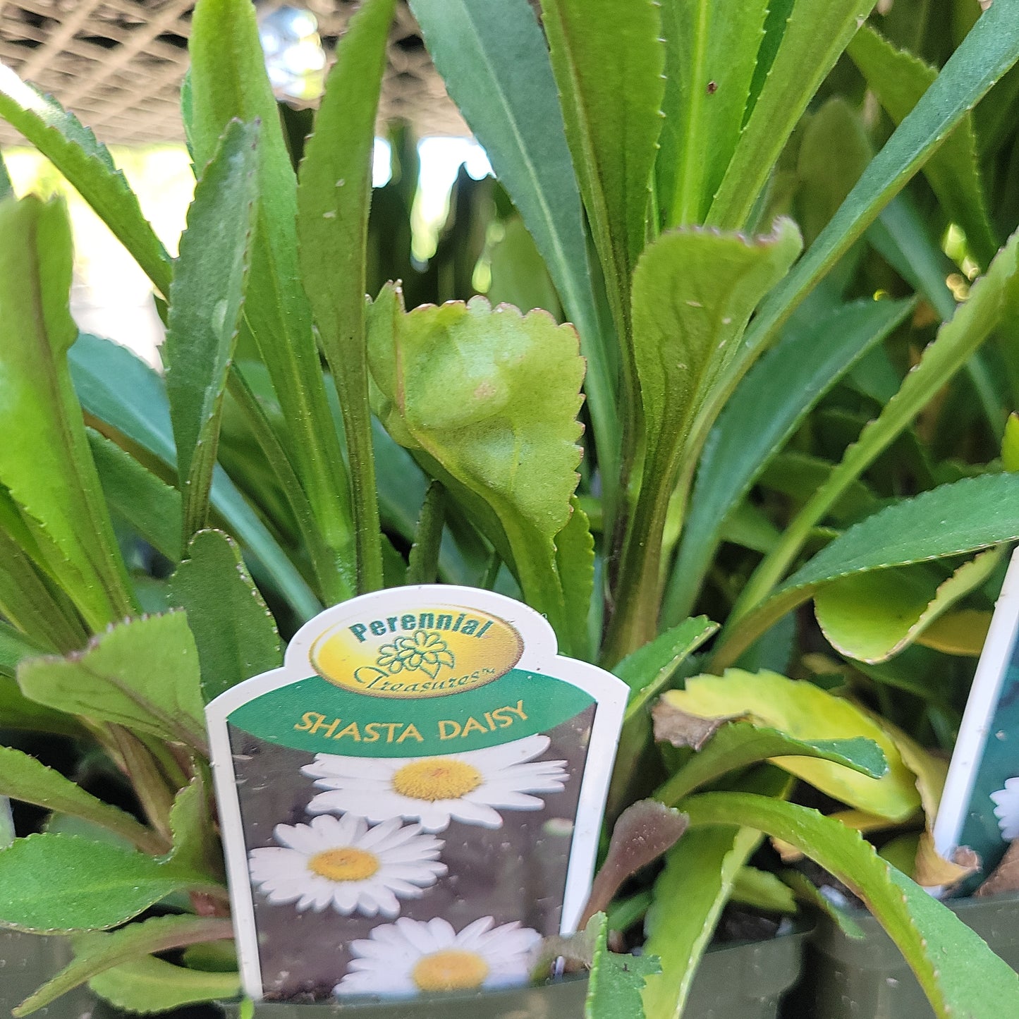 4" Shasta Daisy (Leucanthemum)