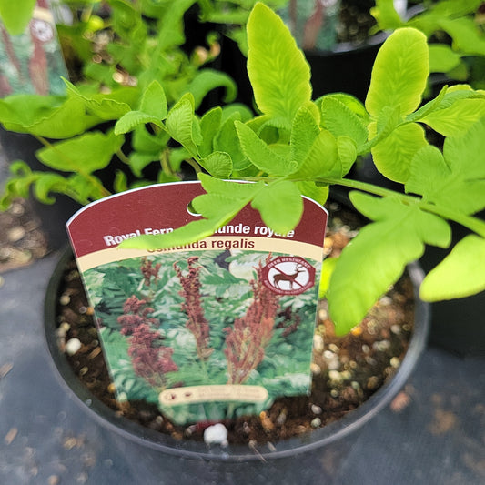 Royal Fern 'Osmunda Regalis'