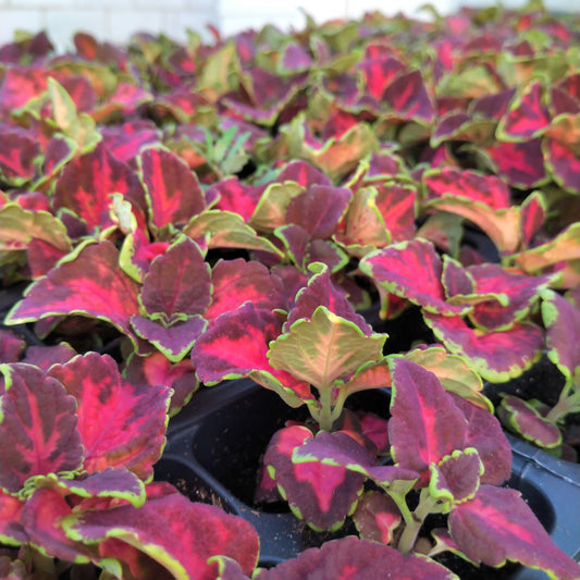 Coleus Multi Pack