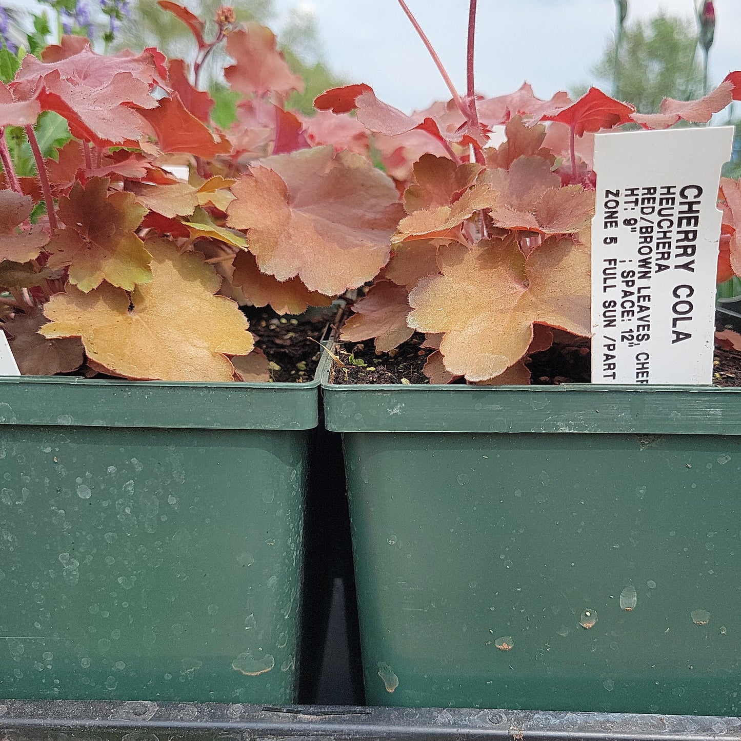 1 Gal Heuchera (Coral Bells)