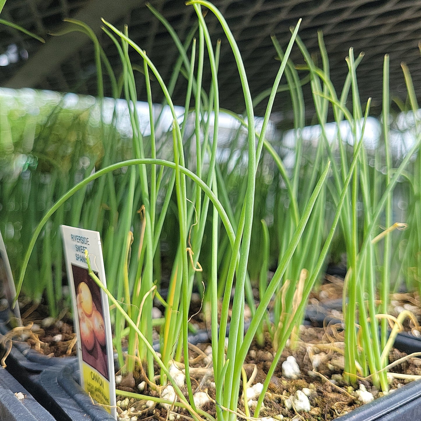 Onion Plant (Multi Pack)