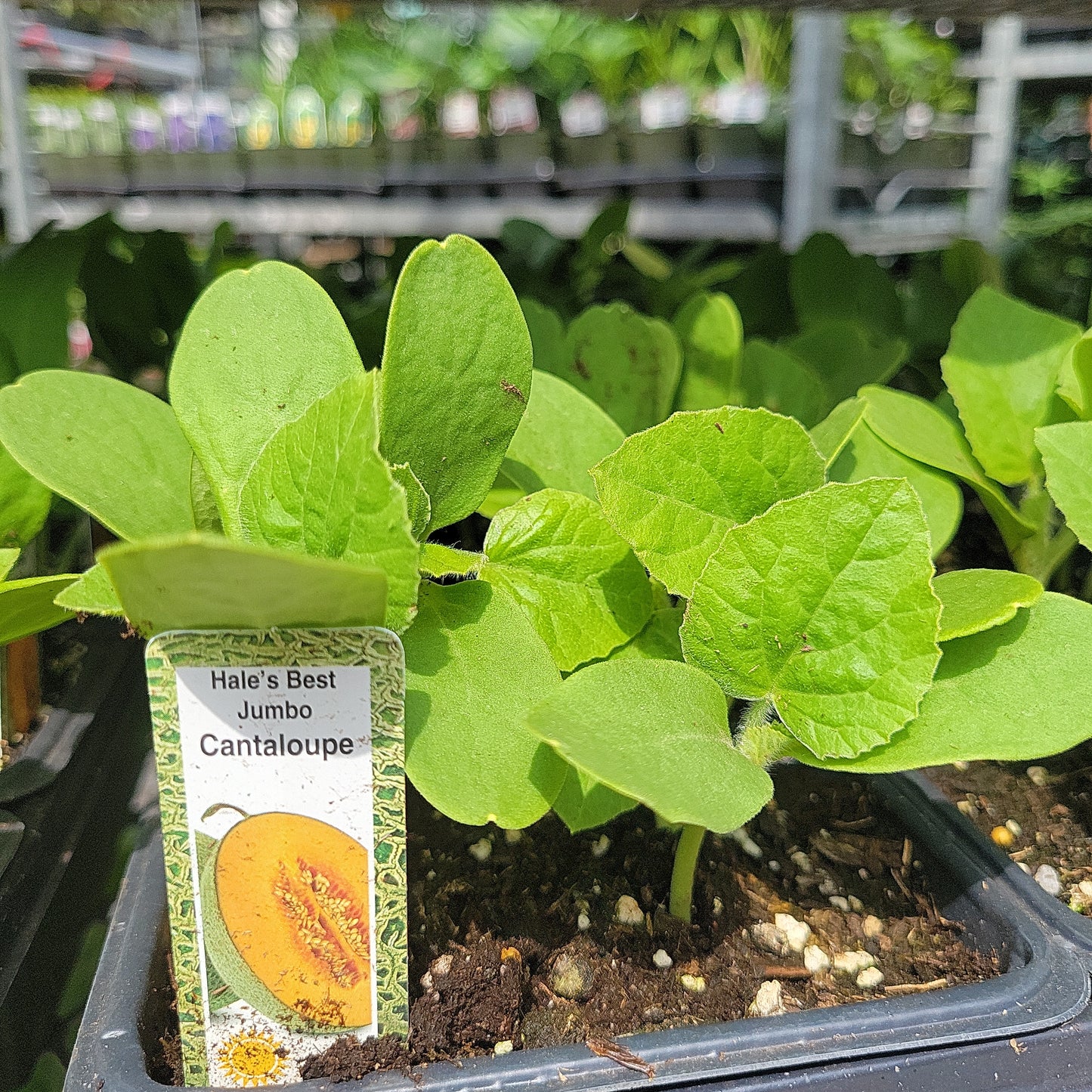 Cantaloupe (Multi Pack)