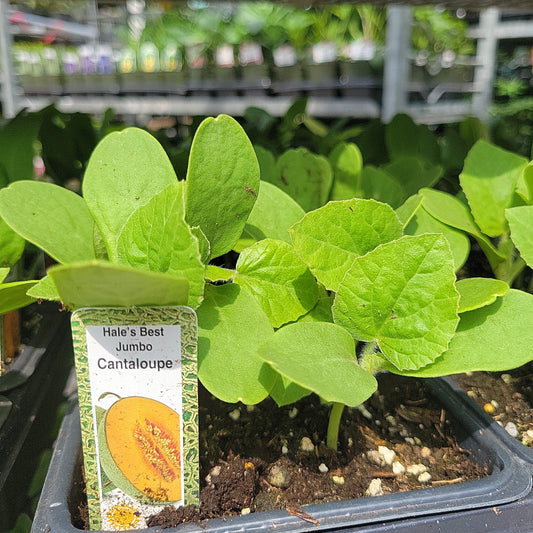 Cantaloupe (Multi Pack)