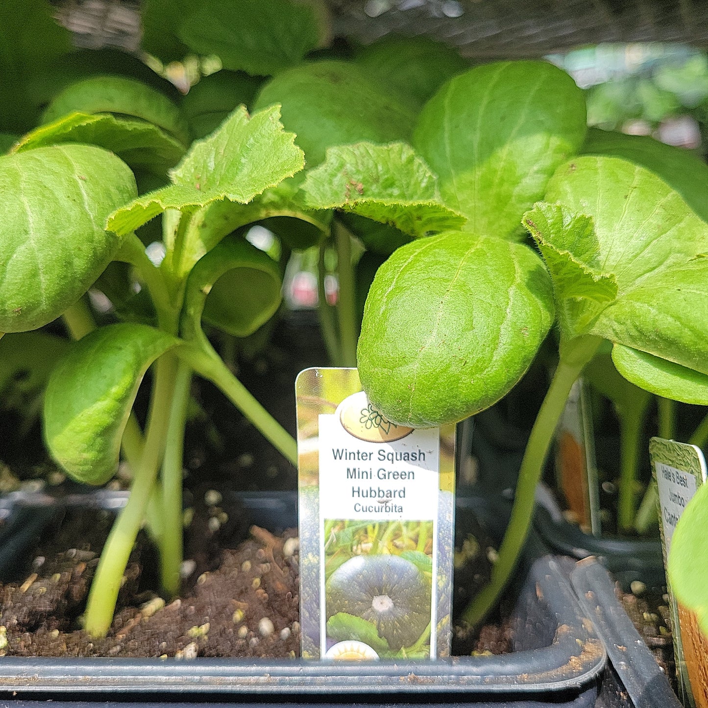 Winter Squash Mini Green Hubbard (Multi Pack)
