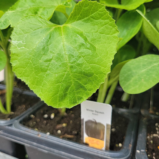 Acorn Squash (Multi Pack)