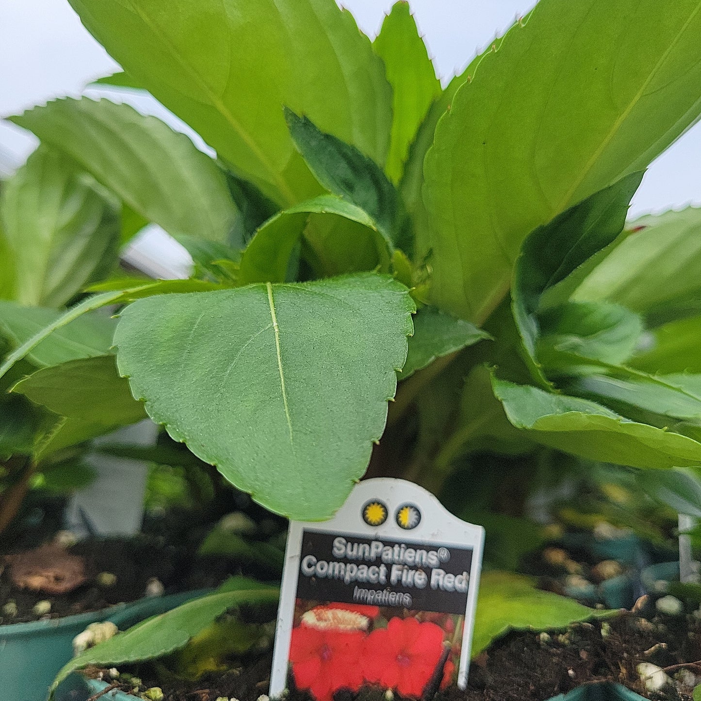 4" New Guinea Impatiens