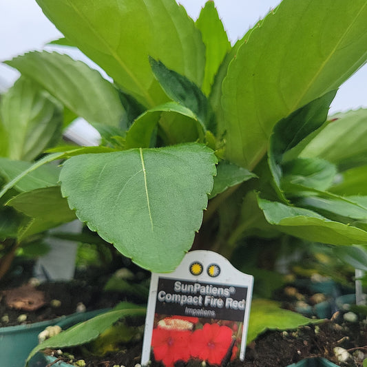 4" New Guinea Impatiens