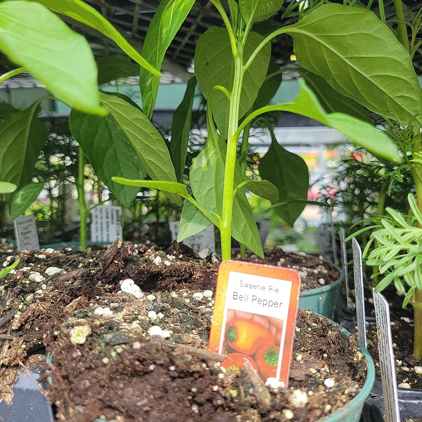 4" Sweet Peppers
