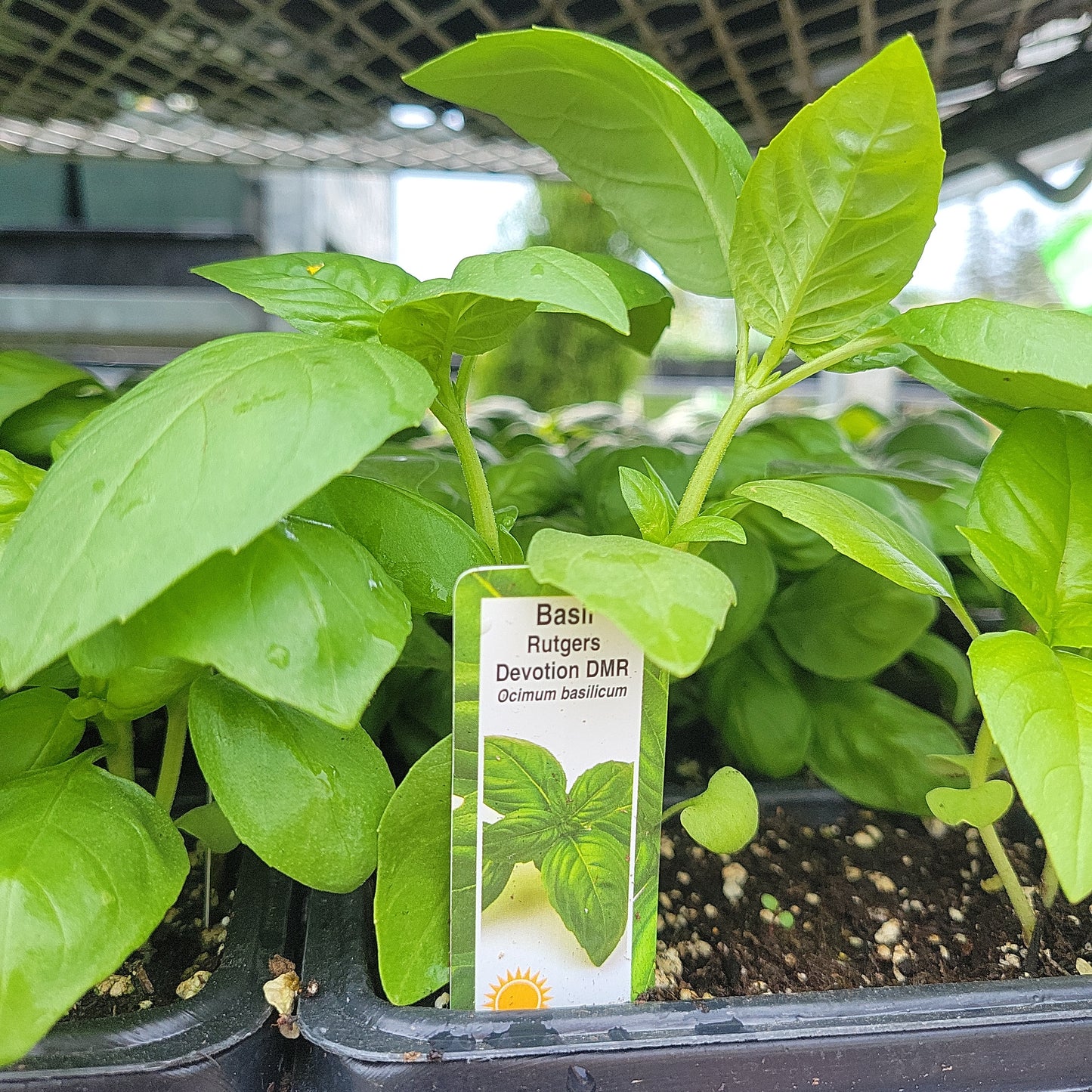 Basil (Multi Pack)