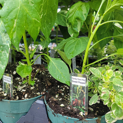 4" Sweet Peppers