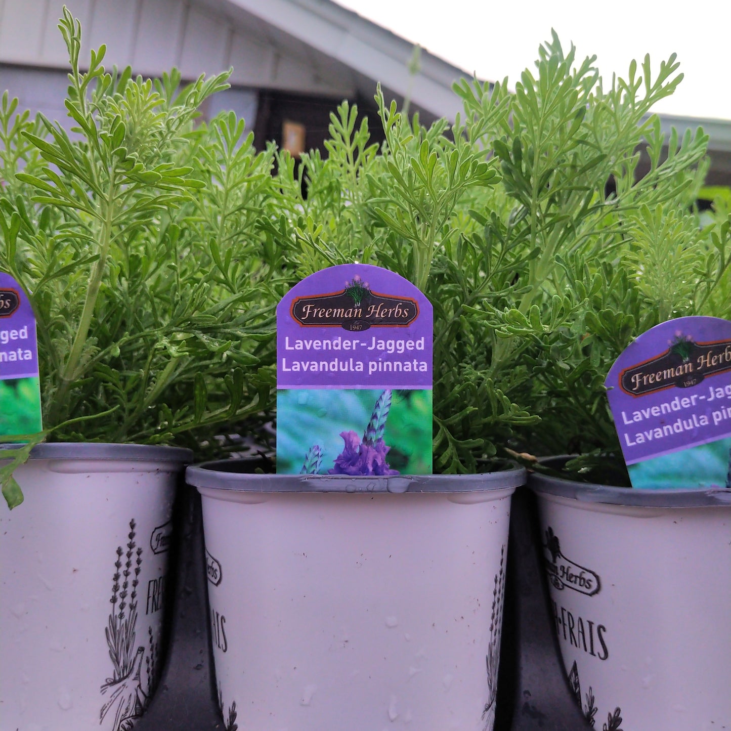 4" Lavender (Herb)