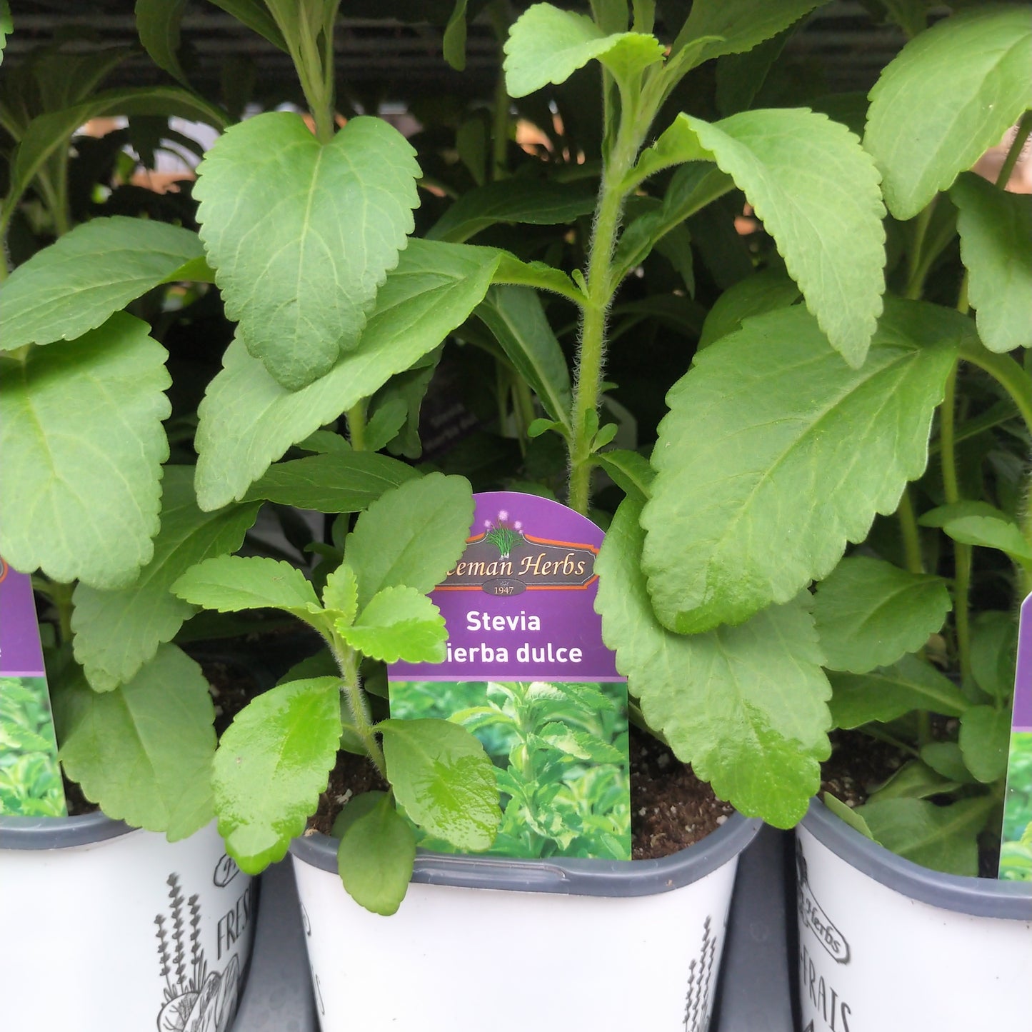 4.5"  Stevia