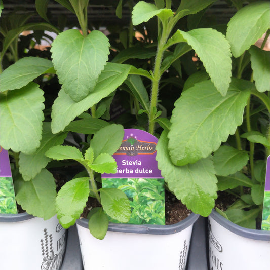 4.5"  Stevia