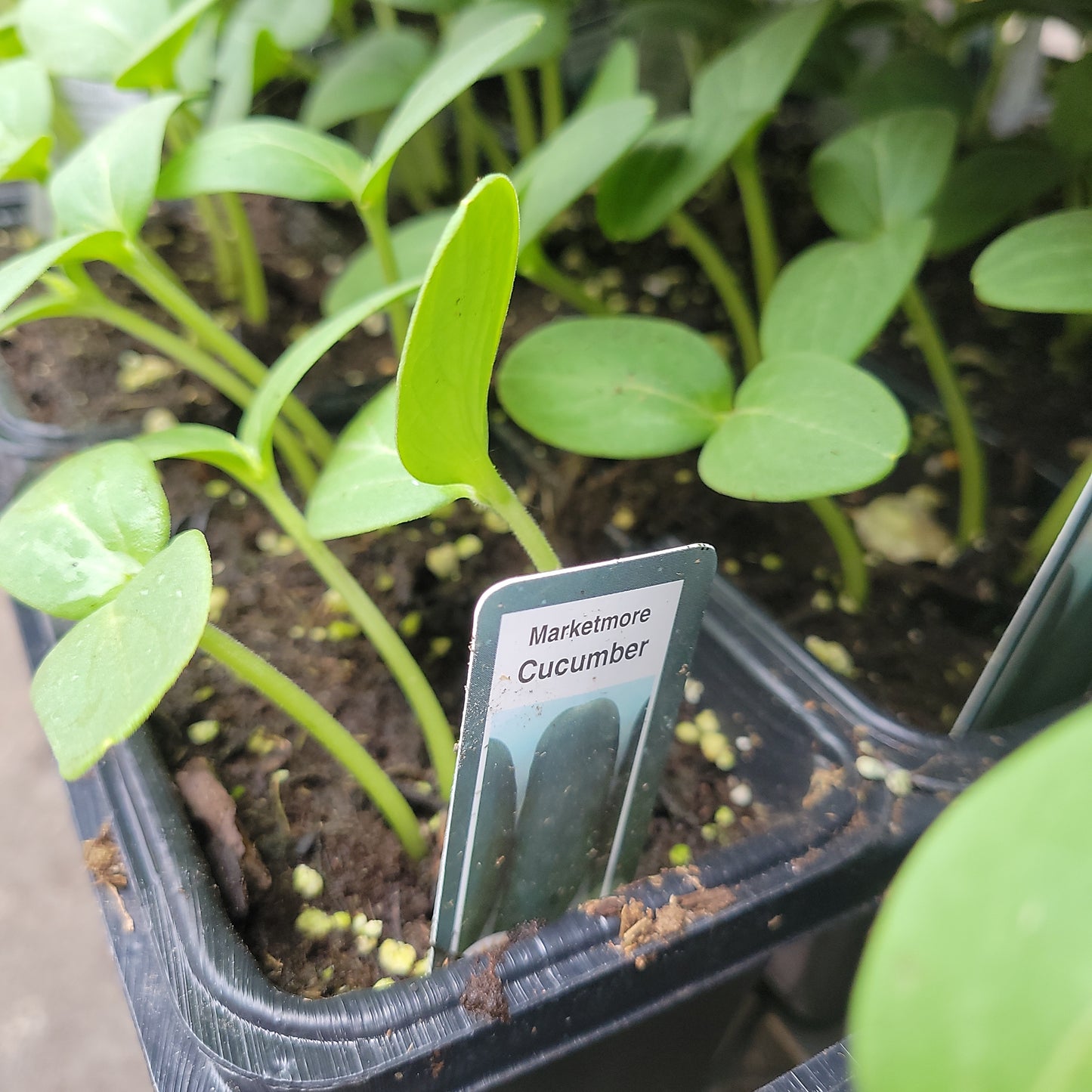 Cucumber (Multi Pack)